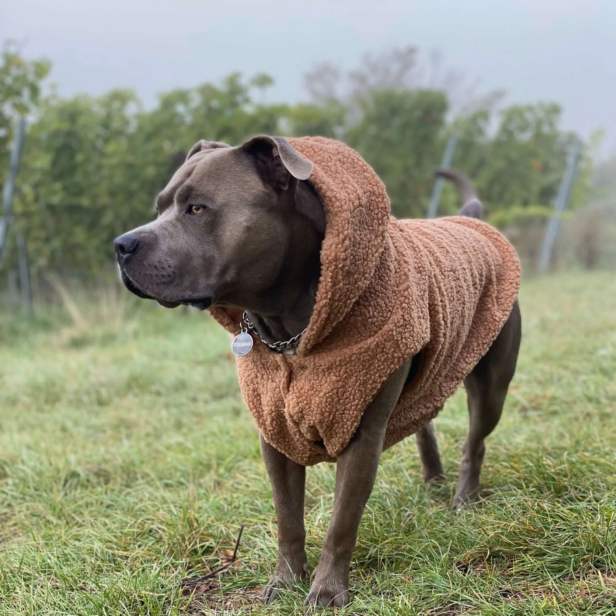 Teddy Sherpa Dog Jackets